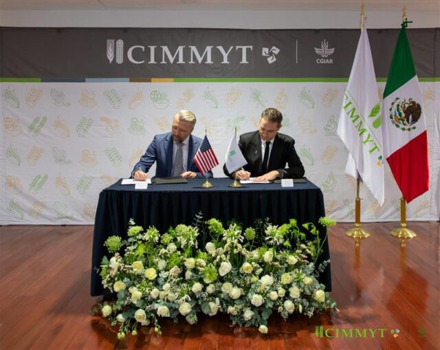 CIMMYT